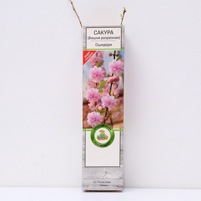 Сакура (Вишня декоративная) "Ошидори", 1 шт, туба, Весна 2025 - Фото 1