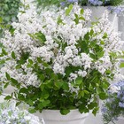 Сирень Мейера Патио Люкс "Флауэрфест Вайт", 1 шт, туба, Весна 2024 9581520 - фото 8989731