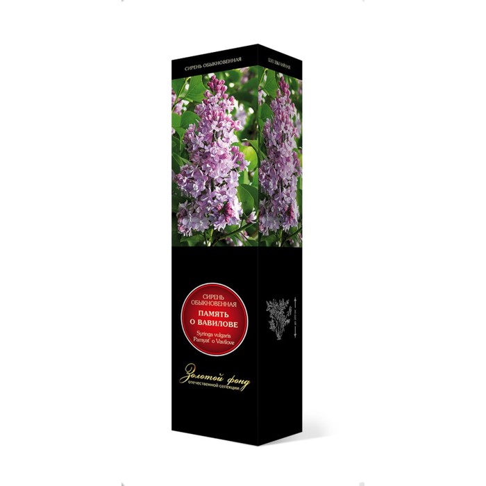 Сирень обыкновенная "Память о Вавилове", 1 шт, туба, Весна 2025 - Фото 1