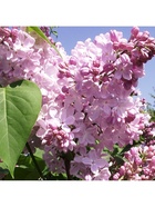 Сирень обыкновенная "Аделина", 1 шт, туба, Весна 2025 9581531 - фото 8293159