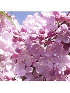 Сирень обыкновенная "Аделина", 1 шт, туба, Весна 2025 9581531 - фото 8293160