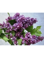 Сирень обыкновенная "Адмирал Кузнецов", 1 шт, туба, Весна 2025 9581532 - фото 8293161