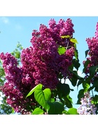 Сирень обыкновенная "День Победы", 1 шт, туба, Весна 2025 9581535 - фото 8989733