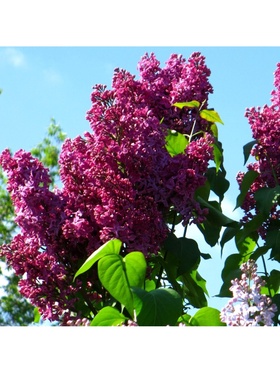 Сирень обыкновенная "День Победы", 1 шт, туба, Весна 2025 9581535