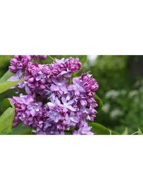 Сирень обыкновенная "Крылья Надежды", 1 шт, туба, Весна 2025 9581536