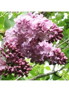 Сирень обыкновенная "Маршал Баграмян", 1 шт, туба, Весна 2025 9581537 - фото 8293164