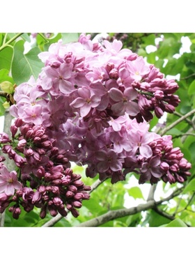 Сирень обыкновенная "Маршал Баграмян", 1 шт, туба, Весна 2025 9581537