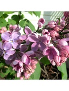 Сирень обыкновенная "Маршал Бирюзов", 1 шт, туба, Весна 2025 9581538 - фото 8293165