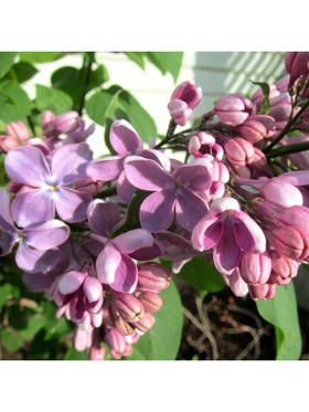 Сирень обыкновенная "Маршал Бирюзов", 1 шт, туба, Весна 2025 9581538