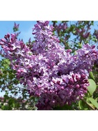 Сирень обыкновенная "Маршал Конев", 1 шт, туба, Весна 2026 9581539