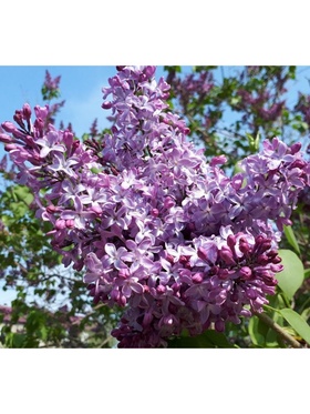 Сирень обыкновенная "Маршал Конев", 1 шт, туба, Весна 2025 9581539