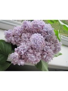 Сирень обыкновенная "Милосердие", 1 шт, туба, Весна 2025 9581541 - фото 8989734