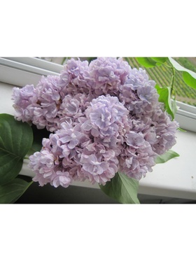 Сирень обыкновенная "Милосердие", 1 шт, туба, Весна 2025 9581541