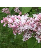 Сирень обыкновенная "Нина", 1 шт, туба, Весна 2025 9581542 - фото 8989735