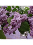 Сирень обыкновенная "Оля", 1 шт, туба, Весна 2025 9581543 - фото 8989736