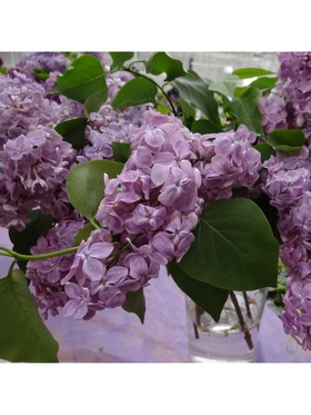 Сирень обыкновенная "Оля", 1 шт, туба, Весна 2025 9581543