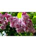 Сирень обыкновенная "Радмила", 1 шт, туба, Весна 2025 9581544 - фото 8293167