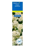 Спирея Вангутта (Серия Северный сад) 1 шт. туба, Весна 2026 - Фото 2