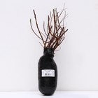 Спирея ниппонская "Джун Брайд", 1 шт, туба, Весна 2024 9581553 - фото 8293174