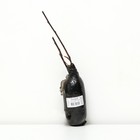Черемуха обыкновенная (Серия Северный Сад) "Колората", 1 шт, туба, Весна 2025 9581560 - фото 4336754