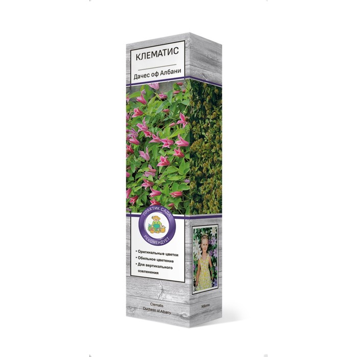 Клематис ботанический "Дачес оф Албани", 1 шт, туба, Весна 2025 - Фото 1