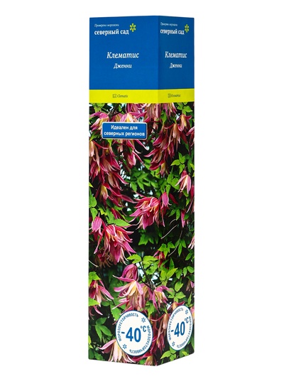 Клематис ботанический (Серия Северный сад) «Дженни», саженец, цветущий, лиана, 1 шт., туба
