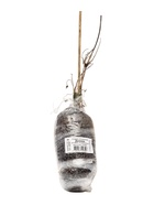 Клематис ботанический (Серия Северный сад) «Дженни», саженец, цветущий, лиана, 1 шт., туба - Фото 4