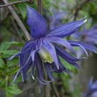 Клематис ботанический (Северный сад) Майдвел Холл 1 шт., туба, Весна 2026  (артикул 9581572)  большой выбор товаров оптом и в розницу по низким ценам с доставкой