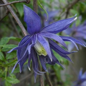 Клематис ботанический (Серия Северный сад) 