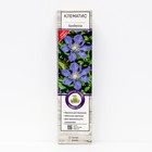 Клематис ботанический (для срезки) "Арабелла ", 1 шт, туба, Весна 2025 - Фото 1