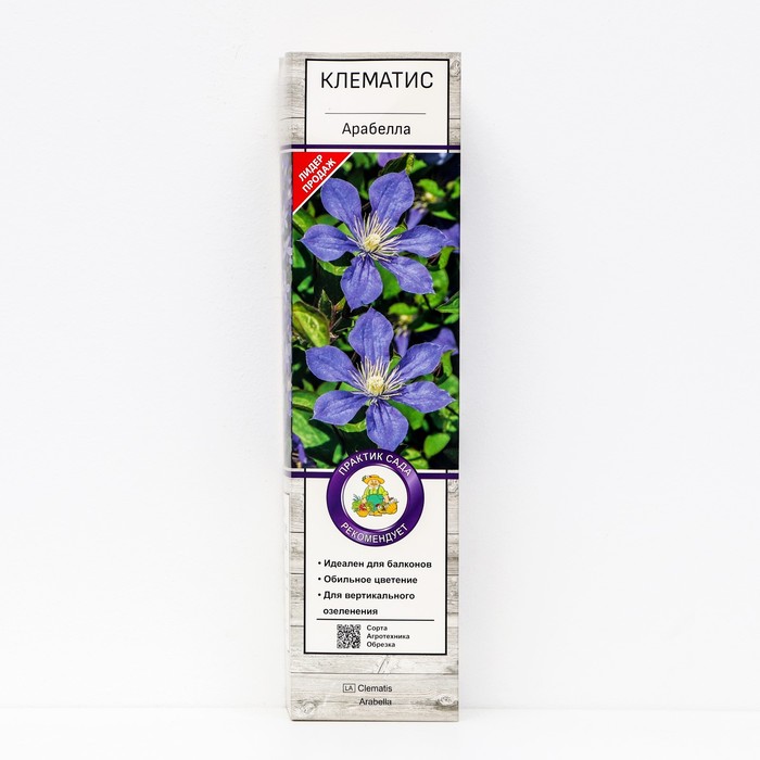 Клематис ботанический (для срезки) "Арабелла ", 1 шт, туба, Весна 2025 - Фото 1
