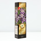 Клематис ботанический Люкс «Астра Нова», туба, 1 шт. - Фото 1