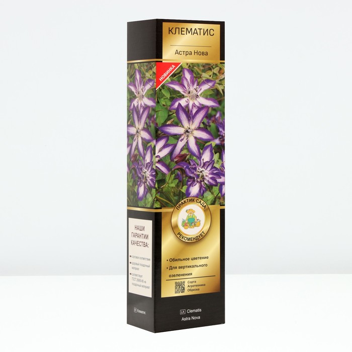 Клематис ботанический Люкс «Астра Нова», туба, 1 шт. - Фото 1