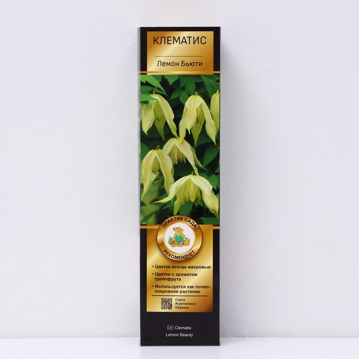 Клематис ботанический Люкс 