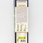 Клематис ботанический Люкс «Лемон Дрим », саженец, цветущий, лиана,1 шт., туба - Фото 2