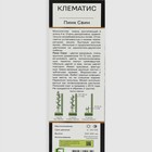 Клематис ботанический Люкс «Пинк Свин », саженец, цветущий, лиана,1 шт., туба - Фото 2