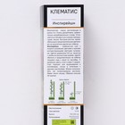 Клематис ботанический Люкс (для срезки) "Инспирейшн", 1 шт, туба, Весна 2026 9581646