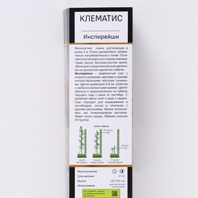 

Клематис ботанический Люкс (для срезки) "Инспирейшн", 1 шт, туба, Весна 2023