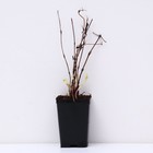 Клематис ботанический Люкс (для срезки) "Миссисипи Ривэ", 1 шт, туба, Весна 2026 9581647