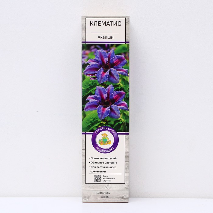 Клематис крупноцветковый "Акаиши ", 1 шт, туба, Весна 2025 - Фото 1