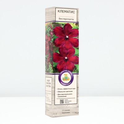 Клематис крупноцветковый «Вестерплатте», туба, 1 шт.