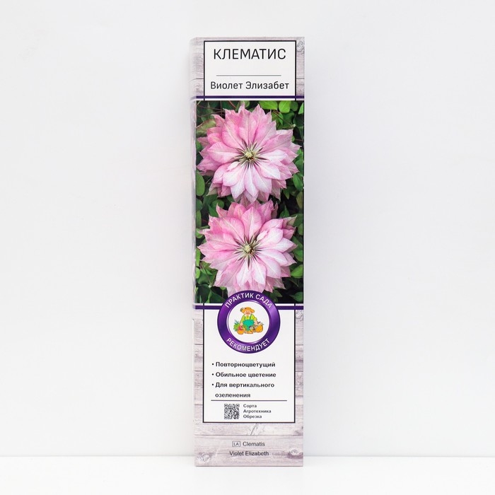 Клематис крупноцветковый Виолет Элизабет 1 шт., туба, Весна 2026 - Фото 1