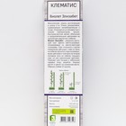 Клематис крупноцветковый Виолет Элизабет 1 шт., туба, Весна 2026 - Фото 2