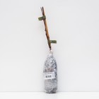 Клематис крупноцветковый Виолет Элизабет 1 шт., туба, Весна 2026 - Фото 3