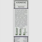 Клематис крупноцветковый «Криспина», 1 шт., туба - Фото 2