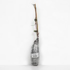 Клематис крупноцветковый «Криспина», 1 шт., туба - Фото 3