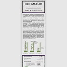 Клематис крупноцветковый "Лех Качинский ", 1 шт, туба, Весна 2025 - Фото 2