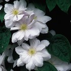 Клематис крупноцветковый Мадам Ле Культр, туба, 1 шт., Весна 2026  (артикул 9581670)  большой выбор товаров оптом и в розницу по низким ценам с доставкой