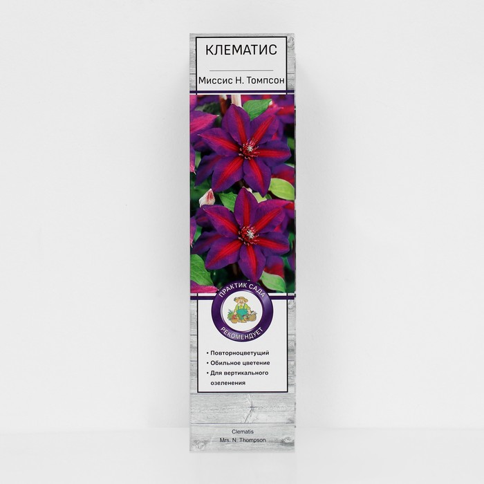 Клематис крупноцветковый "Миссис Н. Томпсон ", 1 шт., туба - Фото 1