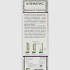Клематис крупноцветковый "Миссис Н. Томпсон ", 1 шт., туба - Фото 2